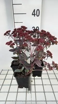 Produktbild von 6 x Sedum hybr. 'José Aubergine' - Fettblatt - Topf 9 x 9 cm