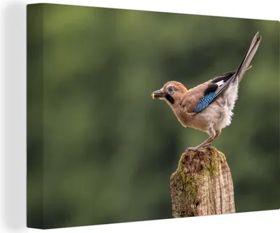 Produktbild von OneMillionCanvasses® - Leinwandbilder - 140x90 cm, Eichelhäher bereit zum Wegfliegen, Wandbilder Kunstdruck Wanddekoration