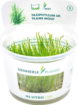 Obrázek produktu pro Loděnka – Taxiphyllum spec. Flammenmoos In-Vitro