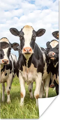 Produktbild von MuchoWow® Poster Kühe - Weide - Tiere - Natur - Gras 20x40 cm - Plakat - Foto