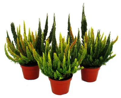 Produktbild von Mehrfarbige Calluna vulgaris Set mit 3 Pflanzen Besenheide Heidekraut winterhart 11cm Topf Grüntöne pro Topf