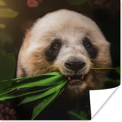 Produktbild von MuchoWow® Poster Tiere - Panda - Dschungel 75x75 cm - Wand Dekoration