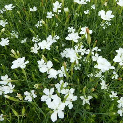Obrázok produktu pre 6 x Heidenelke  - Dianthus deltoides 'Albiflorus'  | Kvetináč 9 cm x 9 cm