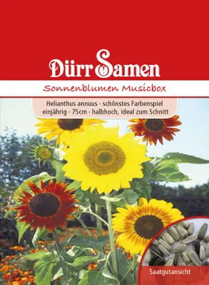 Produktbild von Sonnenblume Musicbox | Sonnenblumensamen von Dürr Samen