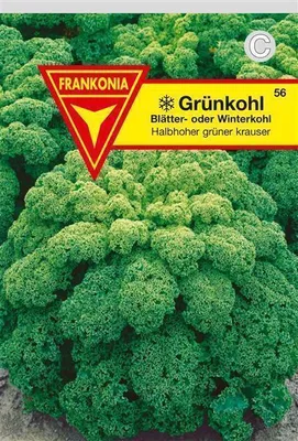 Produktbild von Grünkohl halbhoher grüner krauser