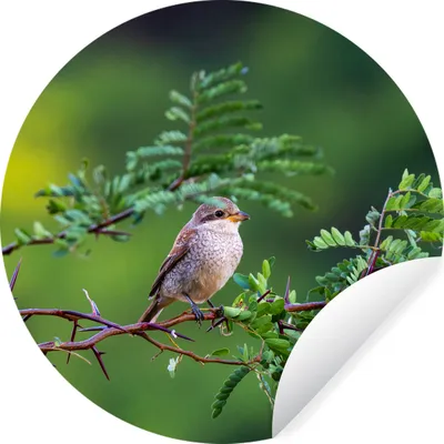 Produktbild von MuchoWow® Runde Wandtattoo - Wandsticker Tapete Aufkleber Vogel - Baum - Wald Ø 50 cm Selbstklebend und Repositionierbar - Wandaufkleber - Kreis - Wand Kreis - Wand Bild - Foto Tapete - Selbstklebende - Wohnzimmerdekoration - Wand Dekoration - Kinderzimmer
