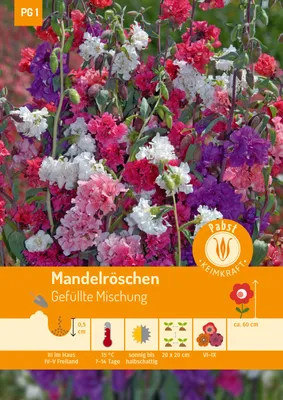 Artikelbild 1 von 'Mandelröschen Gefüllte Mischung' aus der Kategorie Stockrosensamen