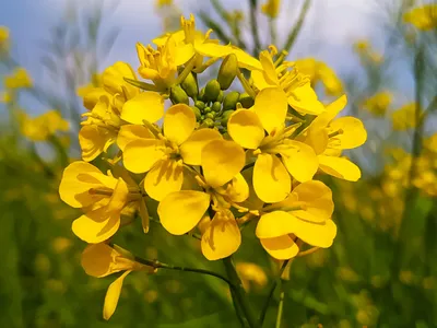 Produktbild von 3000 Samen Gelbsenf / Weißsenf (Sinapis alba) – Schnellwachsender Gründünger, Bienenweide & Bodenverbesserer – Einjährig ideal für Garten