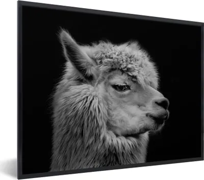 Produktbild von MuchoWow® MuchoWow® Gerahmtes Poster Alpaka - Fell - Schwarz - Weiß 80x60 cm - Poster mit zchwarzem Bilderrahmen - Schwarzem - Mit Gestell