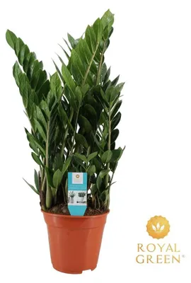Immagine prodotto di Zamioculcas - 65-75cm - Ø21cm - Pianta d'appartamento - Sempreverde