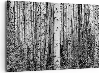 Produktbild von Bild auf Leinwand - Leinwandbild - 3 Teile - Birken Wald Monochrom - 165x110cm - Wand Bild - Wanddeko - Wandbilder - Leinwanddruck - Bilder - Wanddekoration - Leinwand bilder - CE165x110-4643
