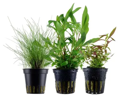 Produktbild von Pflanzen Set mit 3 Einsteiger Topf Aquarium Wasserpflanzen AquaOne Nr.234