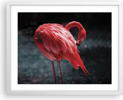 Produktbild von Gerahmtes Poster - Weißer Rahmen - Flamingo Rosa Vogel - 50x40 cm - Wand Bild - Wanddeko - Wandbilder - Kunstposter - Wandposter - Bilderrahmen - Bilder - Kunstdruck - Wanddekoration - P2WAA50x40-4551