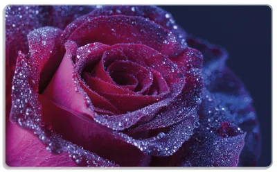Produktbild von Wallario Frühstücksbrettchen aus Glas, je 14 x 23 cm, mit rutschfesten Füßen, Motiv Rote Rosenblüte im Regen