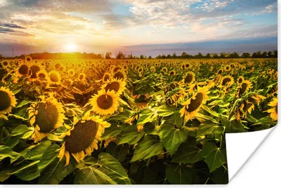 Produktbild von MuchoWow® Poster Blumen - Sonnenblume - Himmel 90x60 cm - Schlafzimmer
