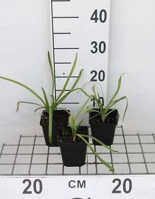 Productafbeelding van Agapanthus afr. 'Blue Giant' - Schmucklelie | 9x9 cm pot