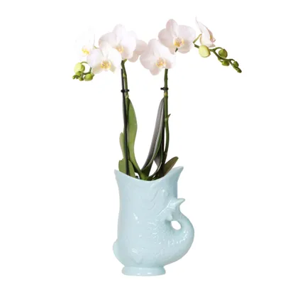Obrázek produktu pro Kolibri Orchids – bílá orchidej Phalaenopsis – Amabilis + akvarijní květináč v tyrkysové barvě – velikost květináče 9 cm