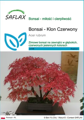 Zdjęcie produktu dla SAFLAX - Bonsai - Klon Czerwony - 20 Nasiona - Acer rubrum