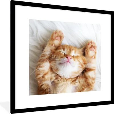 Produktbild von MuchoWow® Gerahmtes Poster Katze - Rot - Haustiere - Kätzchen 40x40 cm - Poster mit Schwarzem Bilderrahmen Wandposter Rahmen Foto Bilder - Poster - Plakat im Rahmen