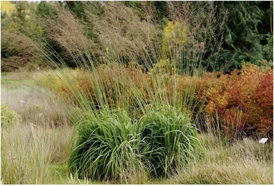 Produktbild von Stauden Gänge 5 x Molinia arundinacea 'Windspiel' im 1 Liter Topf - Hohes Pfeifengras - Ein natürliches Kunstwerk im Rhythmus des Windes