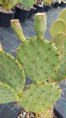 Image de Opuntia engelmannii var. flavispina