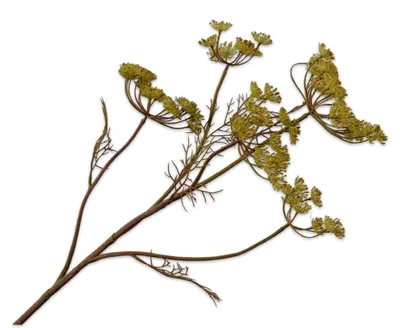 Produktbild von Silk-ka Kunstblume – Seidenblume, grüner Dillzweig, 79 cm