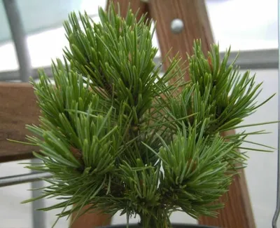 Produktbild von Pinus aristata Jeddelohs Zwerg - Grannenkiefer Jeddelohs Zwerg - 25-30cm