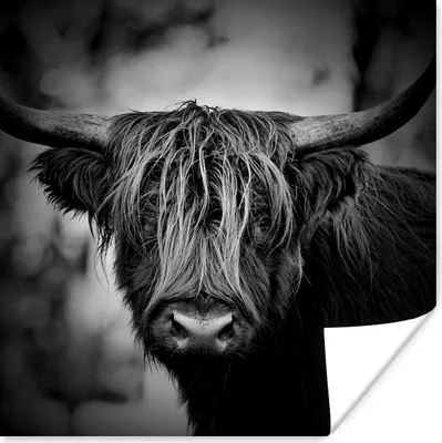 Produktbild von MuchoWow® Poster Schottischer Hochländer - Licht - Porträt - Natur 75x75 cm - Wand Dekoration