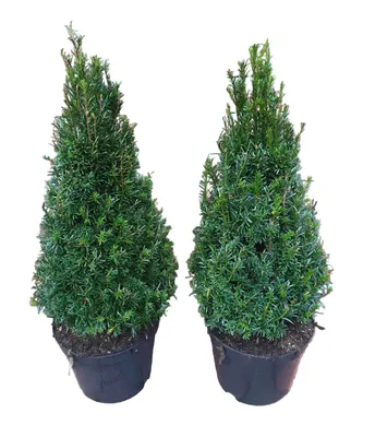 Produktbild von 2x Taxus baccata Kegel 80–90 cm – Immergrüne winterharte Eibe – Formgehölz für Garten & Terrasse