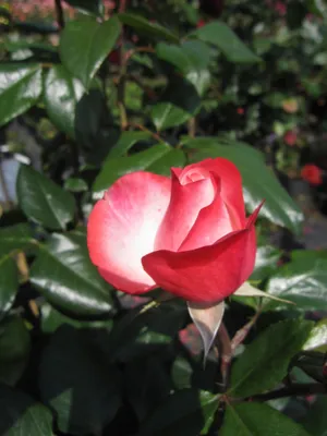 Produktbild von Rosa Nostalgie ® - Hochstammrose Nostalgie ® - Tantau Rose
