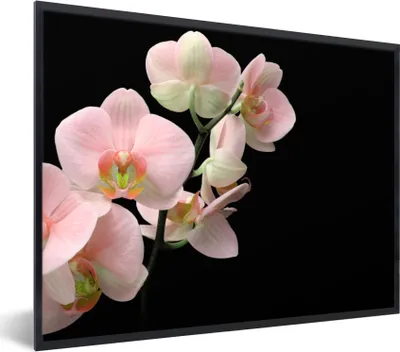Produktbild von MuchoWow® Gerahmtes Poster Orchidee - Blumen - Rosa - Stilleben - Flora 40x30 cm - Poster mit Schwarzem Bilderrahmen Wandposter Rahmen Foto Bilder - Kunstposter - Wanddekorationen