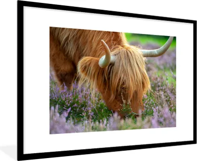 Produktbild von MuchoWow® MuchoWow® Gerahmtes Poster Schottisches Hochlandrind - Hörner - Heidekraut 90x60 cm - Poster mit zchwarzem Bilderrahmen - Wanddekoration - Fotos