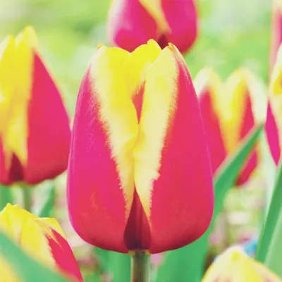 Zdjęcie produktu dla Tulipan Żółto-Różowy 5 szt. Tulipany Cebulki Tulipanów Cebule