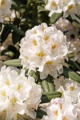 Produktbild von Rhododendron INKARHO®, weiße Dufthecke, 30–40 cm