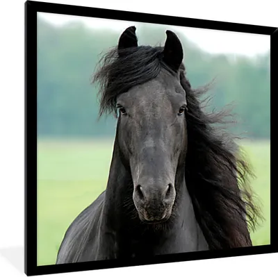 Produktbild von MuchoWow® Gerahmtes Poster Friesisch - Pferd - Gras 40x40 cm - Poster mit Schwarzem Bilderrahmen Wandposter Rahmen Foto Bilder - Mit Rahmen - Wanddekoration Schlafzimmer