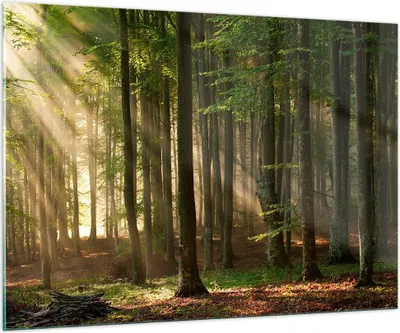 Produktbild von Bilder auf glas - Wald Baum Natur - 100x70cm - Glasbilder - Wandbilder - Kunstdruck - zum Aufhängen bereit - Wanddekoration aus Glas - Glas Bilder - Wandbild auf Glas - Einteilig - GAA100x70-3628