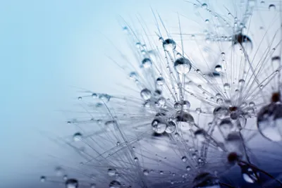 Produktbild von Fototapete Vlies 21532 Seeds with Water Drops 8-tlg. 400 x 260 cm