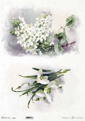 Produktbild von ITD Reispapier Decoupage Bastelpapier, A3 R0814L Schneeglöckchen, weiße Anemonen