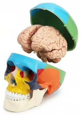 Produktbild von 1:1 Schädelmodell 3-teilig und Gehirnmodell 8-teilig mit Nummern, Anatomie Lehrmodell für Biologieunterricht, Studium und Demonstration