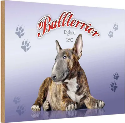 Produktbild von vianmo Holzschild 20x30 cm Hund Bullterrier England 1850 Tier Haustier