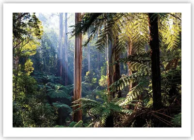 Produktbild von Poster - Poster ohne Rahmen - Morgendämmerung Bäume Wald - 70x50 cm - Wand Bild - Wanddeko - Wandbilder - Kunstposter - Wandposter - Bilder - Kunstdruck - Wanddekoration - Wandbild - P2XAA70x50-4403