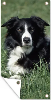 Produktbild von MuchoWow® 80x160 cm Outdoor-Poster Gartendeko Sichtschutz Garten Poster für den Garten  Border Collie liegt im hohen grünen Gras