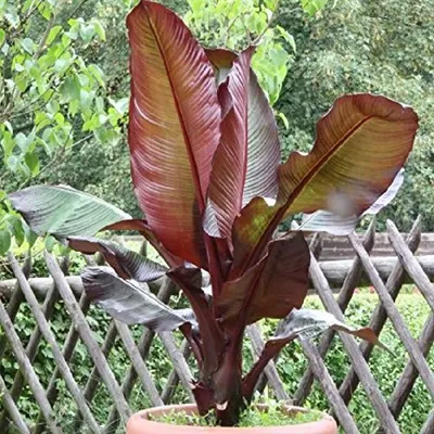 Zdjęcie produktu dla Banany 'elii' o czerwonych liściach, 160–200 cm – Ensete ventricosum, banan abisyński, idealny na taras, balkon i zimowy ogród