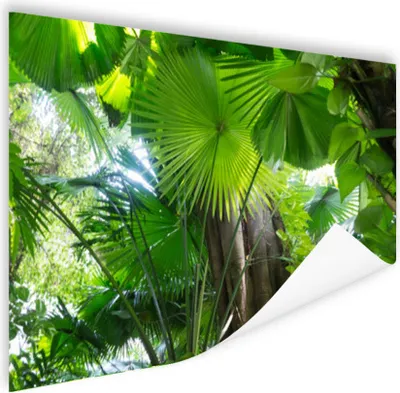 Produktbild von MuchoWow® Poster Tropischer Regenwald 160x120 cm - Foto Plakat