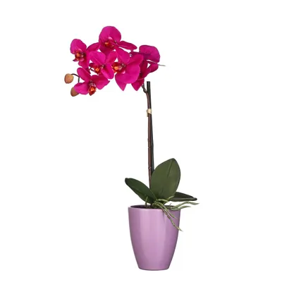 Produktbild von Mica Kunstpflanze Phalaenopsis im Topf violett, 42 x 20 cm