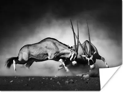 Produktbild von MuchoWow® Poster Antilope - Schwarz und weiß - Porträt - Wildtiere - Tiere 120x90 cm - Wandbild