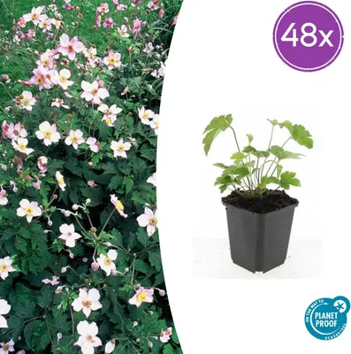 Image de Anémone tom. Robustissima' | 48 pièces - 10-25cm - Ø9cm - Plante de jardin