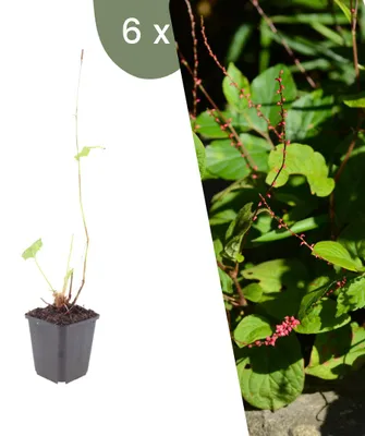 Produktbild von Plants by Frank | 6 Kerzenknöterich 'Speciosa' Pflanzen | Persicaria Amplexicaulis 'Speciosa' | Stauden | Winterhart | Mehrjährig | Gartenpflanzen
