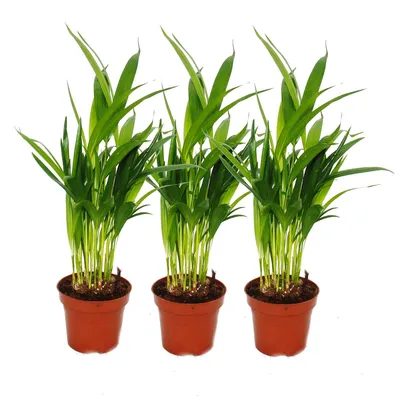 Produktbild von 3er Set Goldfruchtpalme - Dypsis lutescens (Areca), 12cm