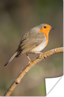 Produktbild von MuchoWow® Poster Rotkehlchen - Vogel - Natur 20x30 cm - Papierdruck